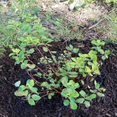 Spiraea