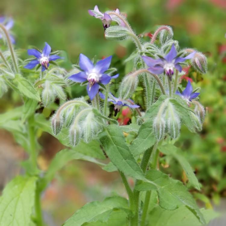 plant image 1091396