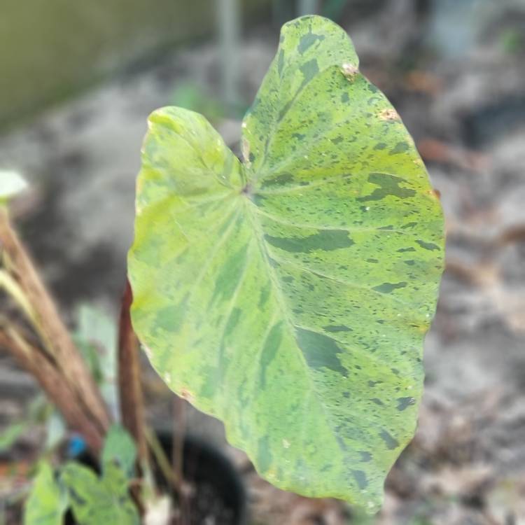 plant image 1097031