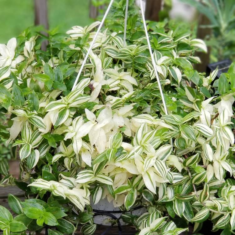 Plant image Tradescantia fluminensis 'Variegata'