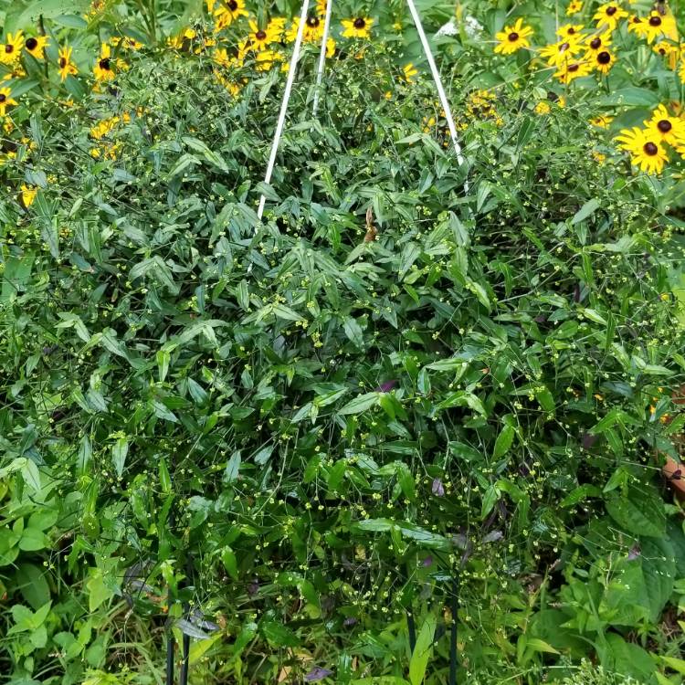 plant image 1107070