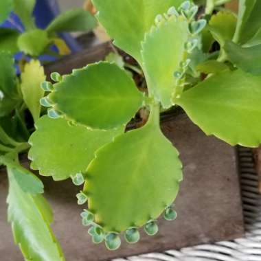 Kalanchoe laetivirens