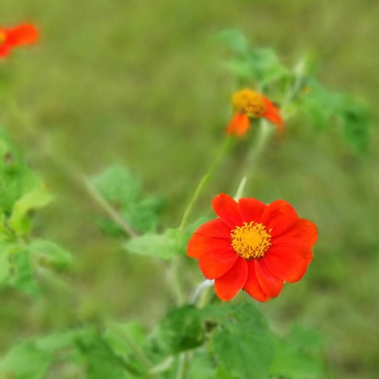 plant image 1107128 plant image 1107128