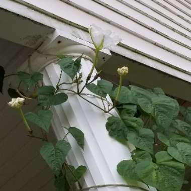 Ipomoea Alba