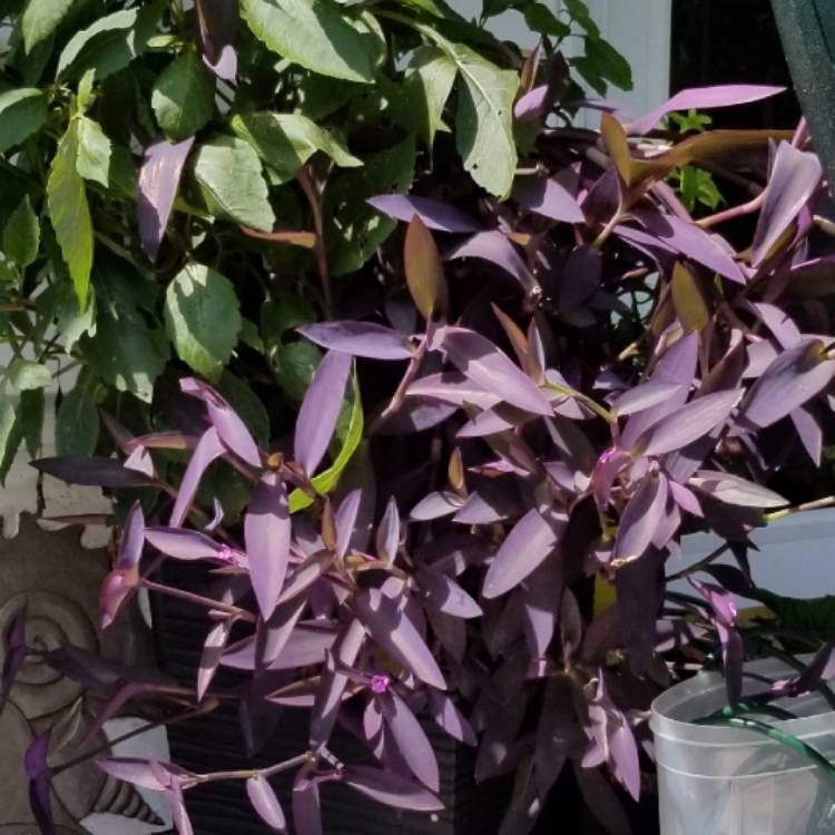 Plant image Tradescantia pallida