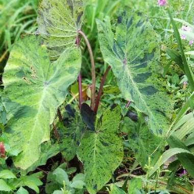 Colocasia esculenta 'Mojito'