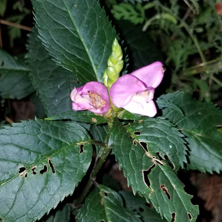 Plant image Chelone lyonii 'Hot Lips'