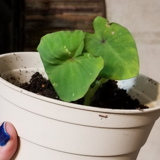 plant image 1183775