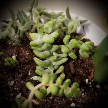 Sedum Morganianum
