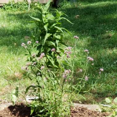 Poppy's garden