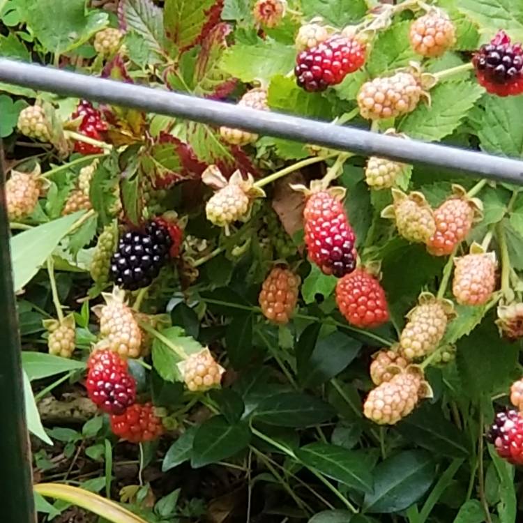 plant image 1340253