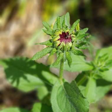 Jerusalem Artichoke