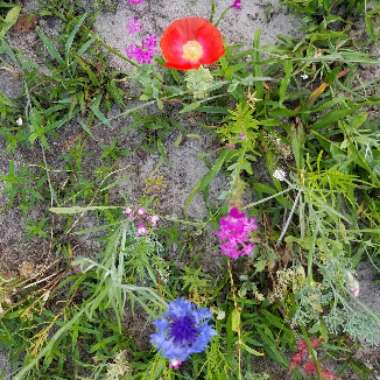 Poppy's garden