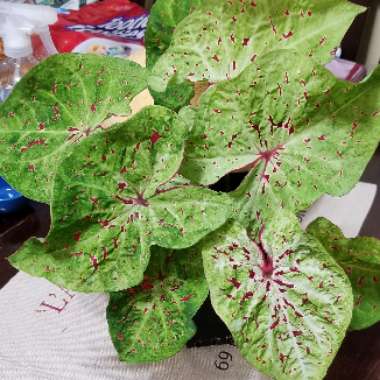Elephant Ear 'Miss Muffet'