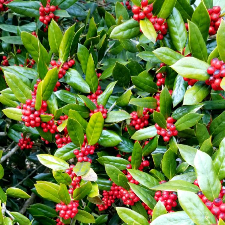 Plant image Ilex cornuta
