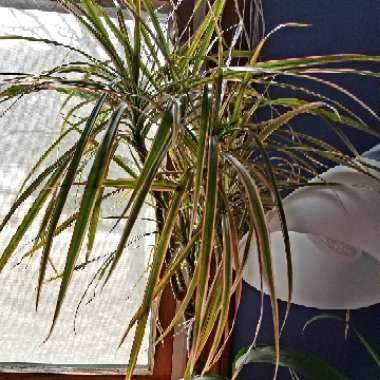 Dracaena marginata 'Tricolour'