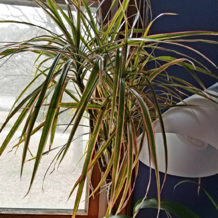 plant image 957967