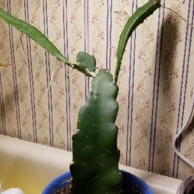 Hylocereus undatus