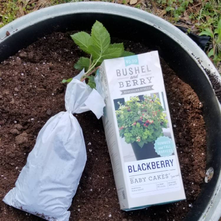 Plant image Rubus Fruticosus 'Baby Cakes'
