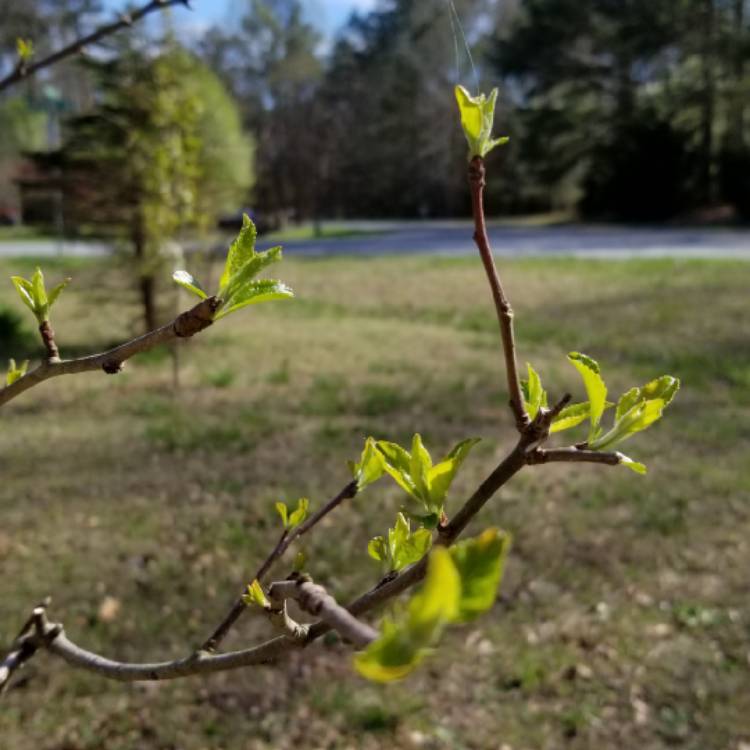 Plant image Malus domestica 'Honeycrisp'