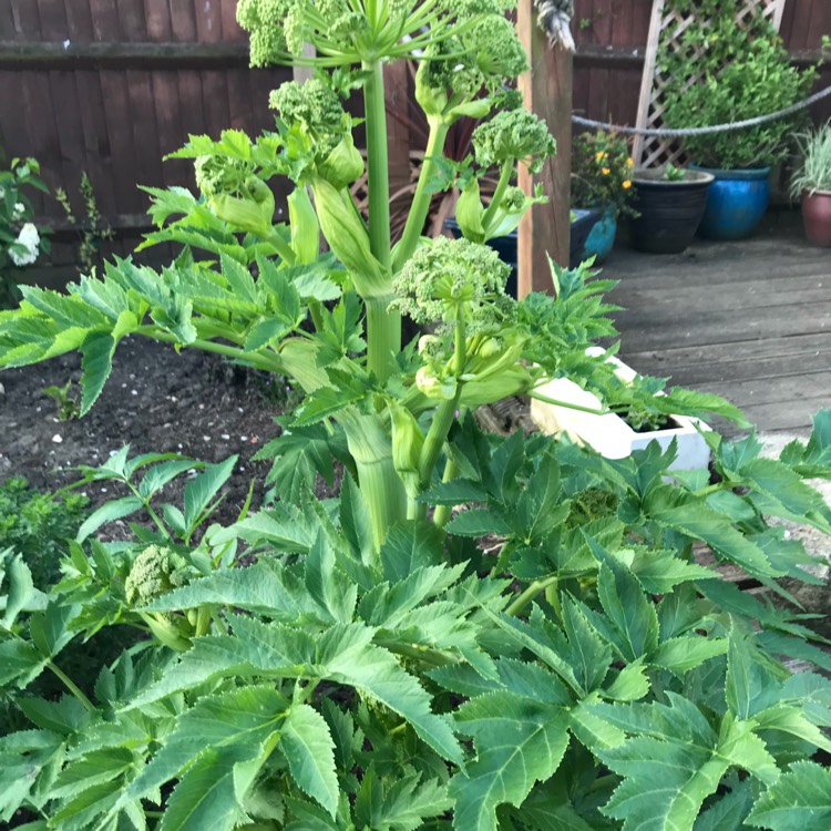 Plant image Angelica archangelica; syn Angelica officinalis
