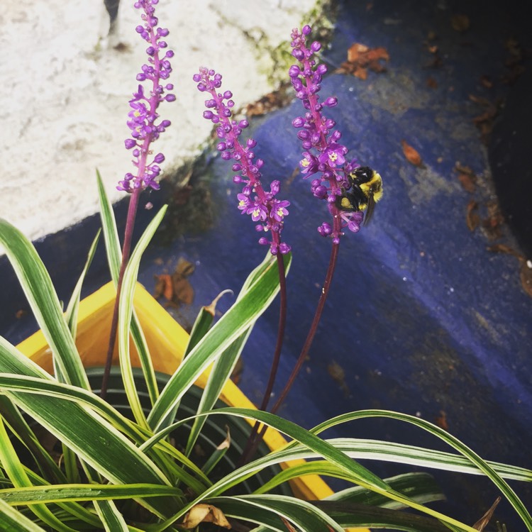 plant image 546159