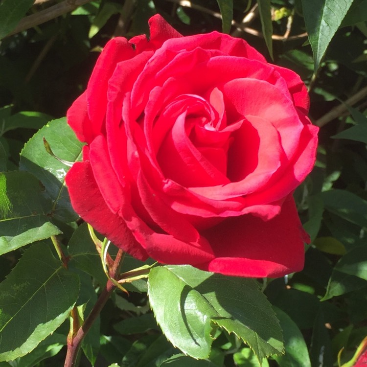 plant image 1301214