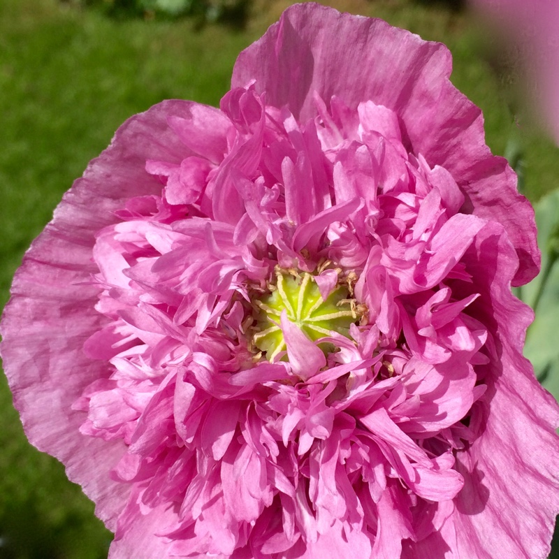 Plant image Papaver somniferum 'Double Lilac'