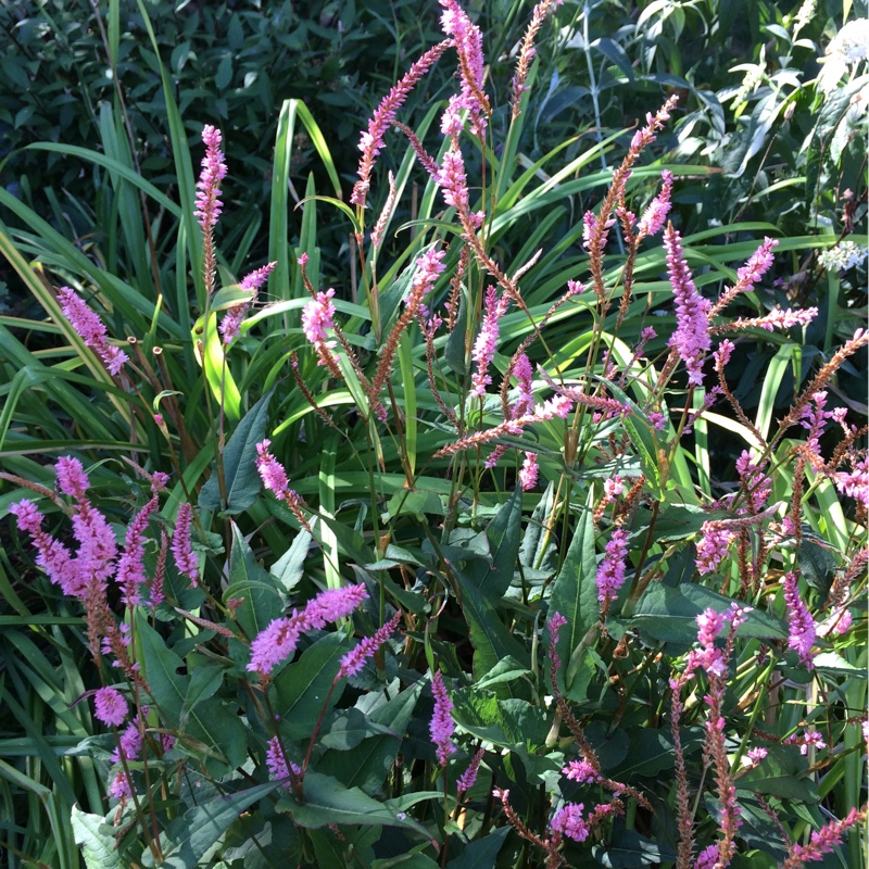 Plant image Persicaria