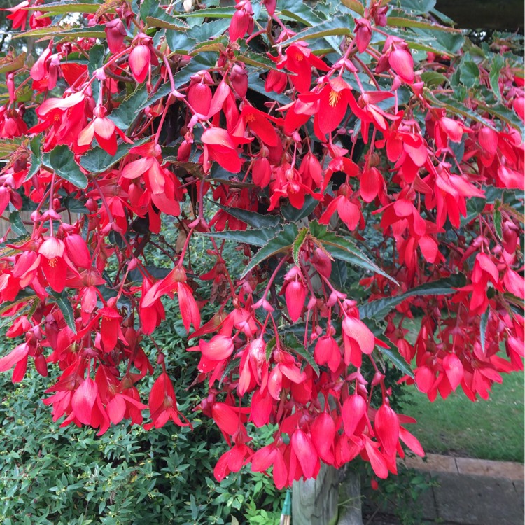Plant image Begonia 'Waterfall Encanto Red' (Waterfall Series)