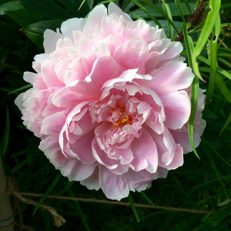Plant image Paeonia x festiva 'Rosea Plena' syn. Paeonia officinalis 'Rosea Plena', Paeonia 'Old Double Rose'