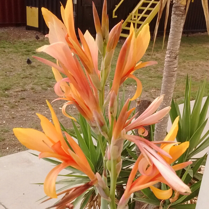 Plant image Canna indica syn. Canna discolor, Canna indica 'Edulis', Canna lanuginosa, Canna limbata, Canna 'Limbata'