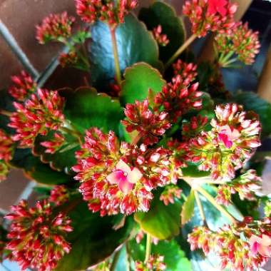 Kalanchoe blossfeldiana 'Red'