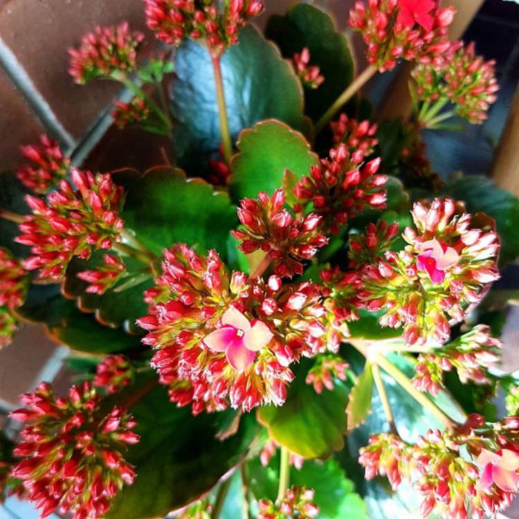Plant image Kalanchoe blossfeldiana 'Red'