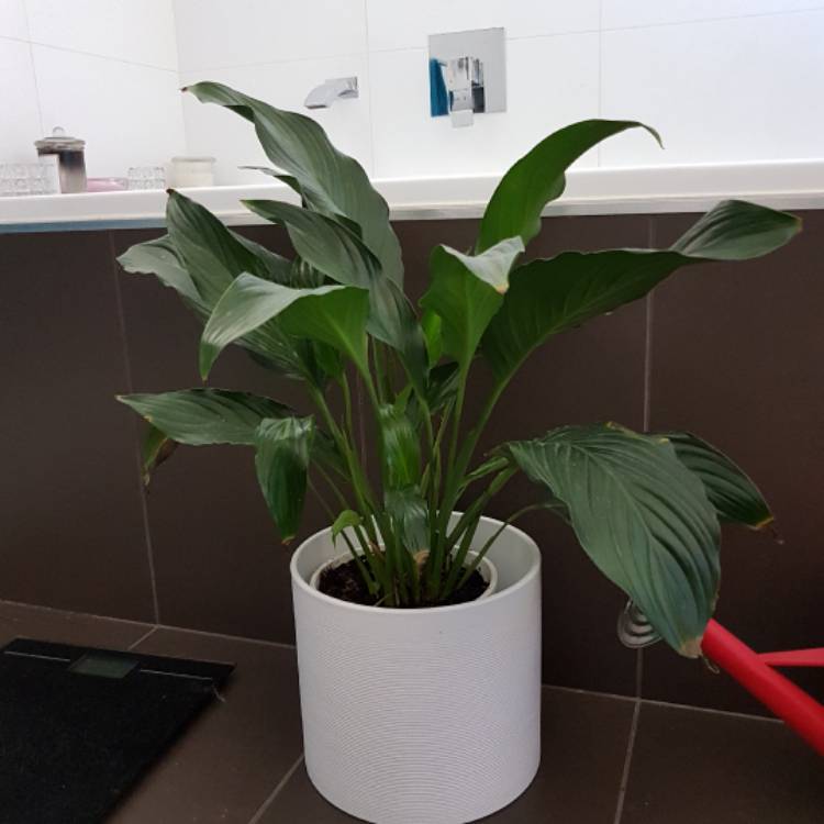plant image 322526