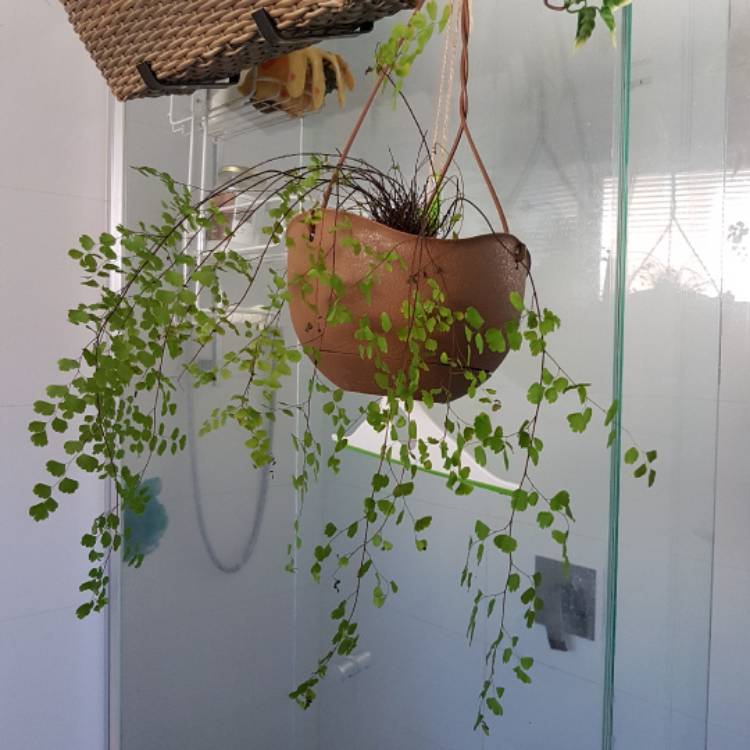 plant image 322540