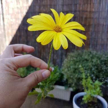 Osteospermum 'Voltage Yellow'