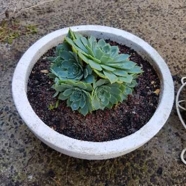 Echeveria