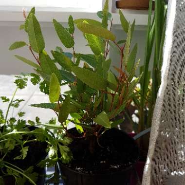 Hardenbergia violacea 'Purple'