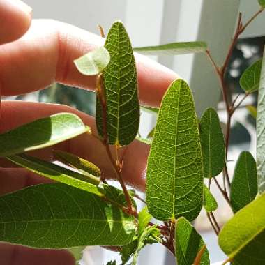 Hardenbergia violacea 'Purple'
