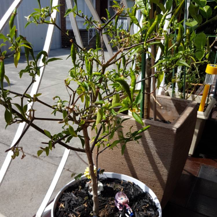 plant image 327333