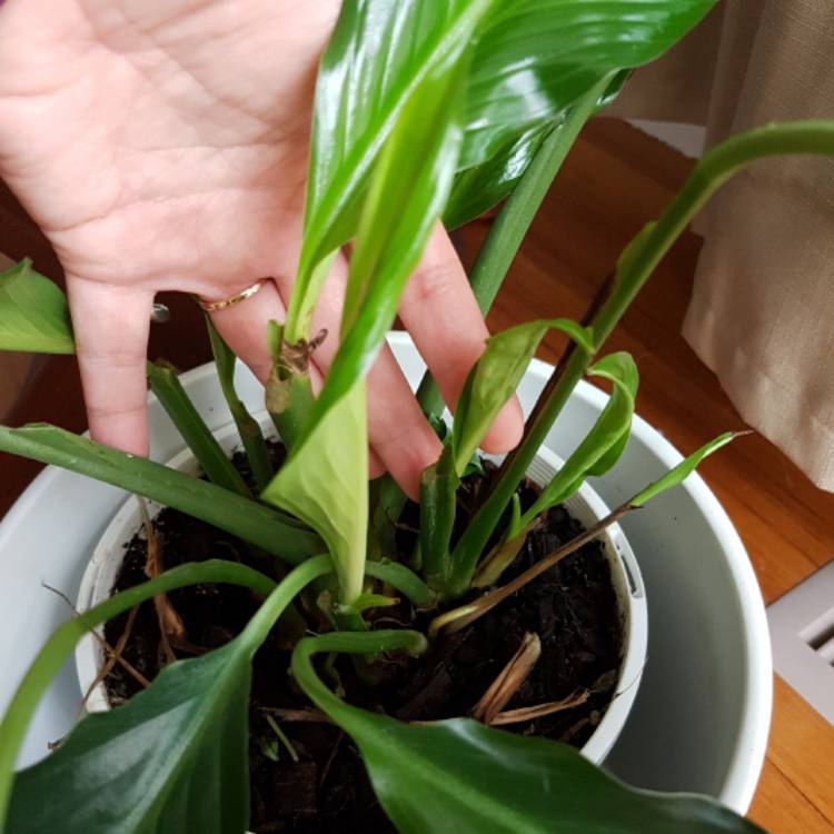 plant image 342073