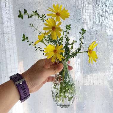 Osteospermum 'Voltage Yellow'