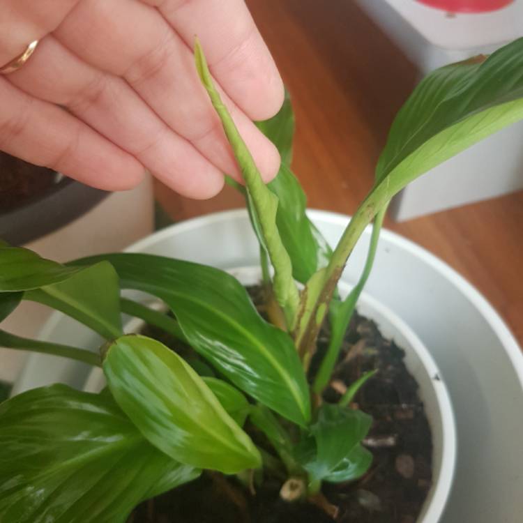 plant image 361337