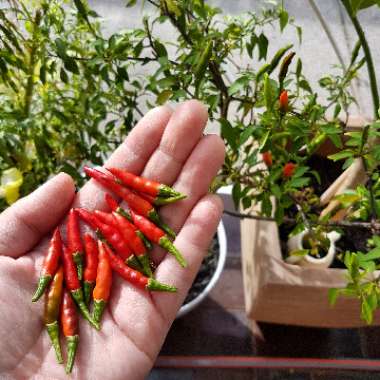 Capsicum Annuum 'Birds Eye'