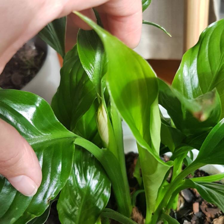 plant image 417994