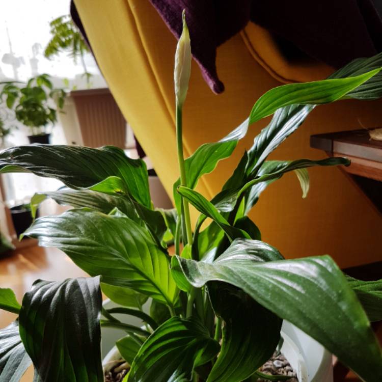 plant image 456175