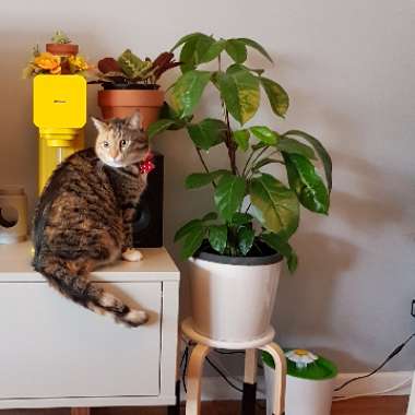 Schefflera actinophylla