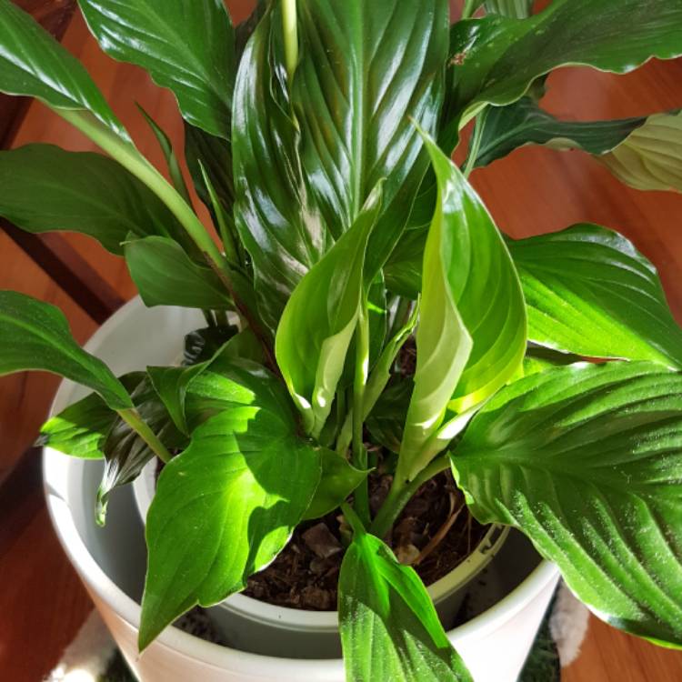 plant image 461780