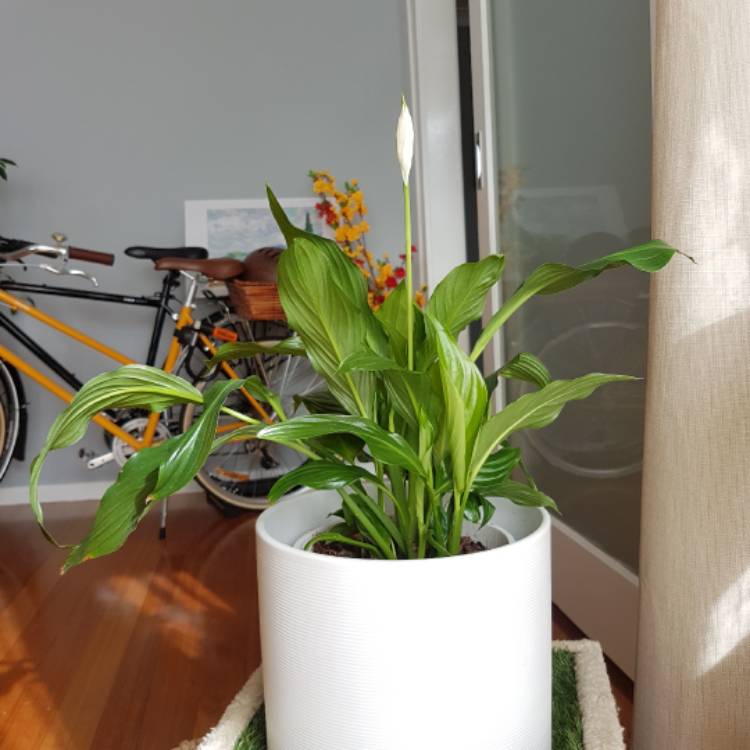 plant image 488335